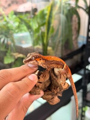 Gecko Gárgola - Macho - (Ares x Hermes) 060426