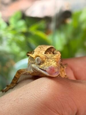 Gecko crestado - Posible Hembra - (Julia x Máximo) 091125