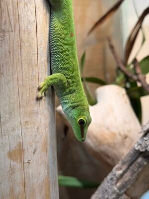 Gecko de Día - Macho - 111225
